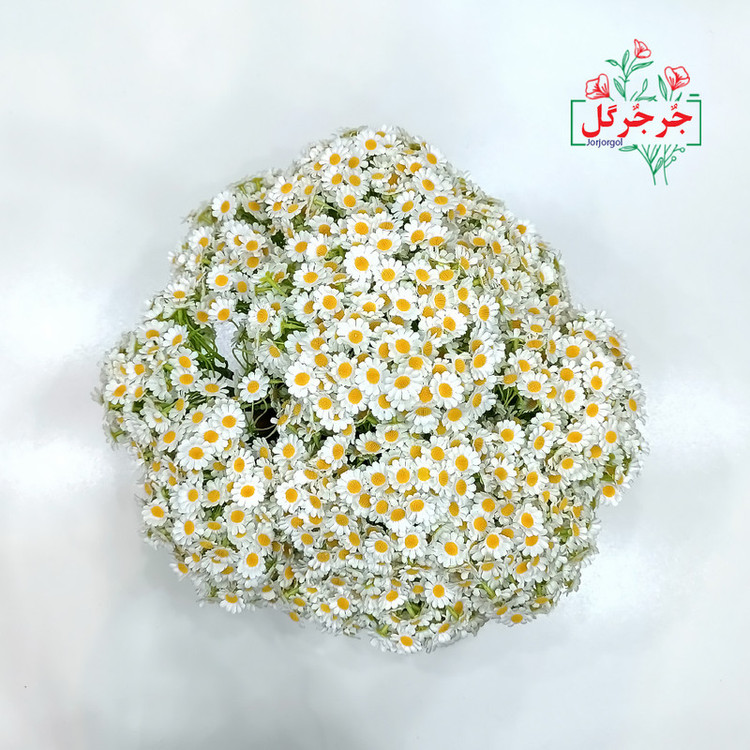 دسته گل مصنوعی بابونه جُرجُرگل مدل 7 شاخه با طراحی طبیعی، الیاف مقاوم در برابر نور و رطوبت، مناسب دکوراسیون رومیزی و فضای باز، ارتفاع 30 سانتیمتر، قابل استفاده در مراسم و هدیه ماندگار