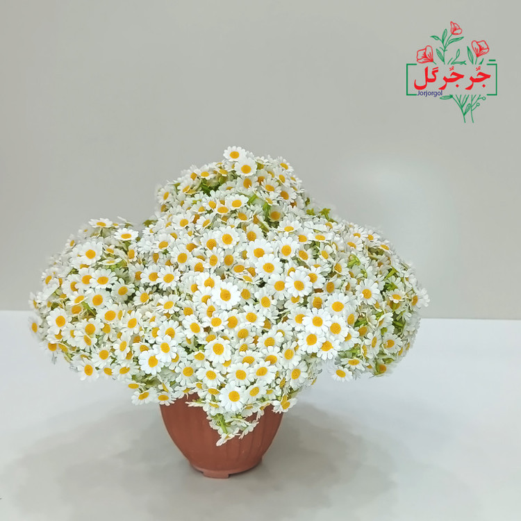 دسته گل مصنوعی بابونه جُرجُرگل مدل 7 شاخه با طراحی طبیعی، الیاف مقاوم در برابر نور و رطوبت، مناسب دکوراسیون رومیزی و فضای باز، ارتفاع 30 سانتیمتر، قابل استفاده در مراسم و هدیه ماندگار
