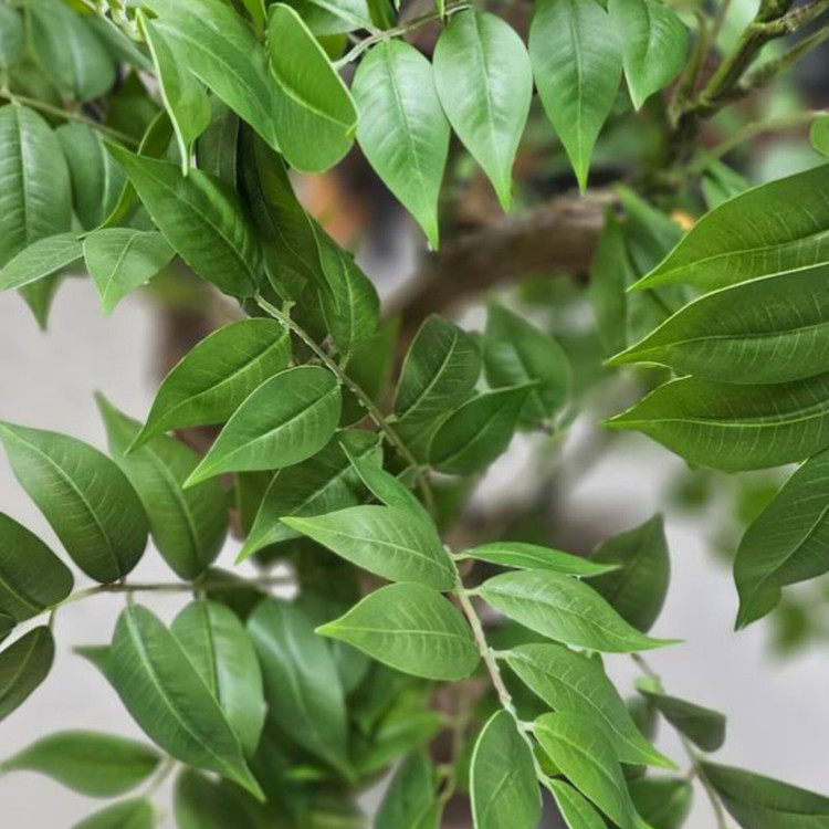 درختچه مصنوعی مدل بنسای اقاقیا