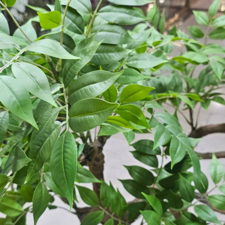 درختچه مصنوعی مدل بنسای اقاقیا