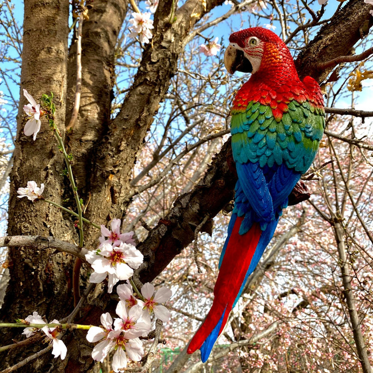 مجسمه مدل طوطی شادرنگ ماکائو کد 15