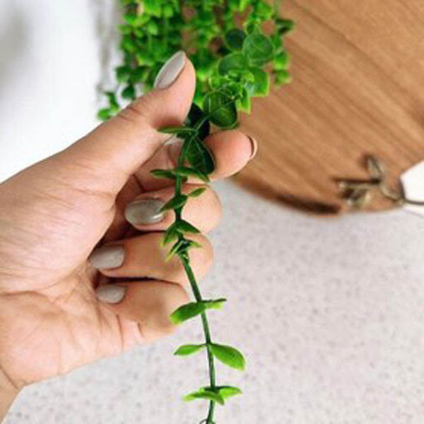 گل مصنوعی آویز شمشاد 5 شاخه با ارتفاع 80 سانتیمتر، دارای حجم برگ متراکم و شاخههای کوتاه و بلند، مناسب دکوراسیون داخلی منزل و محل کار